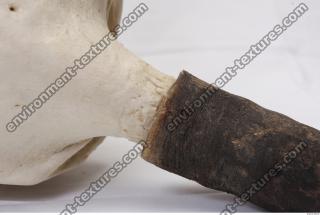 Photo Textures of Skull Antler